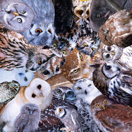 Owl Coaster Composite of Various Owl Pictures