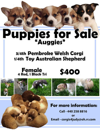 Puppies for Sale Flyer. All Pictures by Me